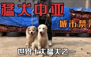 Download Video: 俄罗斯中亚牧羊犬，世界十大猛犬之一，小时候就是这么呆萌可爱