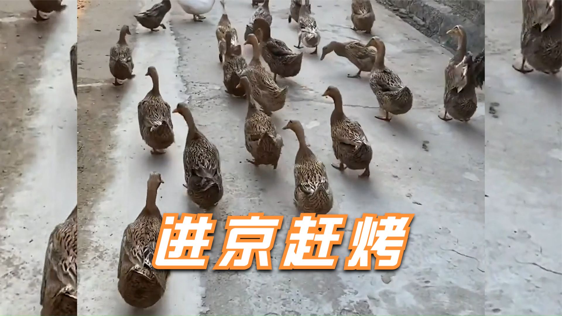 进京赶烤的鸭子