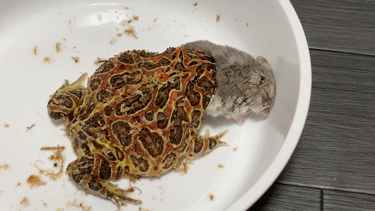 角蛙吃耗子 圣母勿入