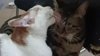 猫猫也要当男妈妈_哔哩哔哩_bilibili