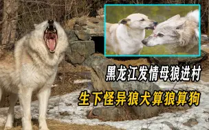 Descargar video: 黑龙江发情母狼进村，和公狗交配，生下怪异狼犬算狼还是算狗？