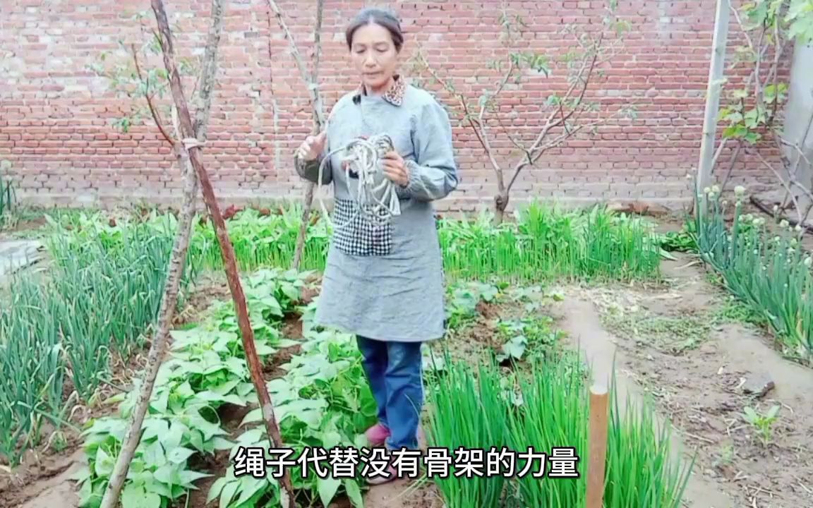 农村姐姐在露天用布条给豆角秧搭架,把豆角秧按顺时针服到架上哔哩哔哩bilibili