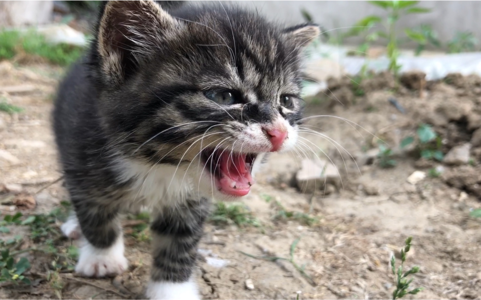 可爱的小猫咪在菜地里奶凶奶凶的