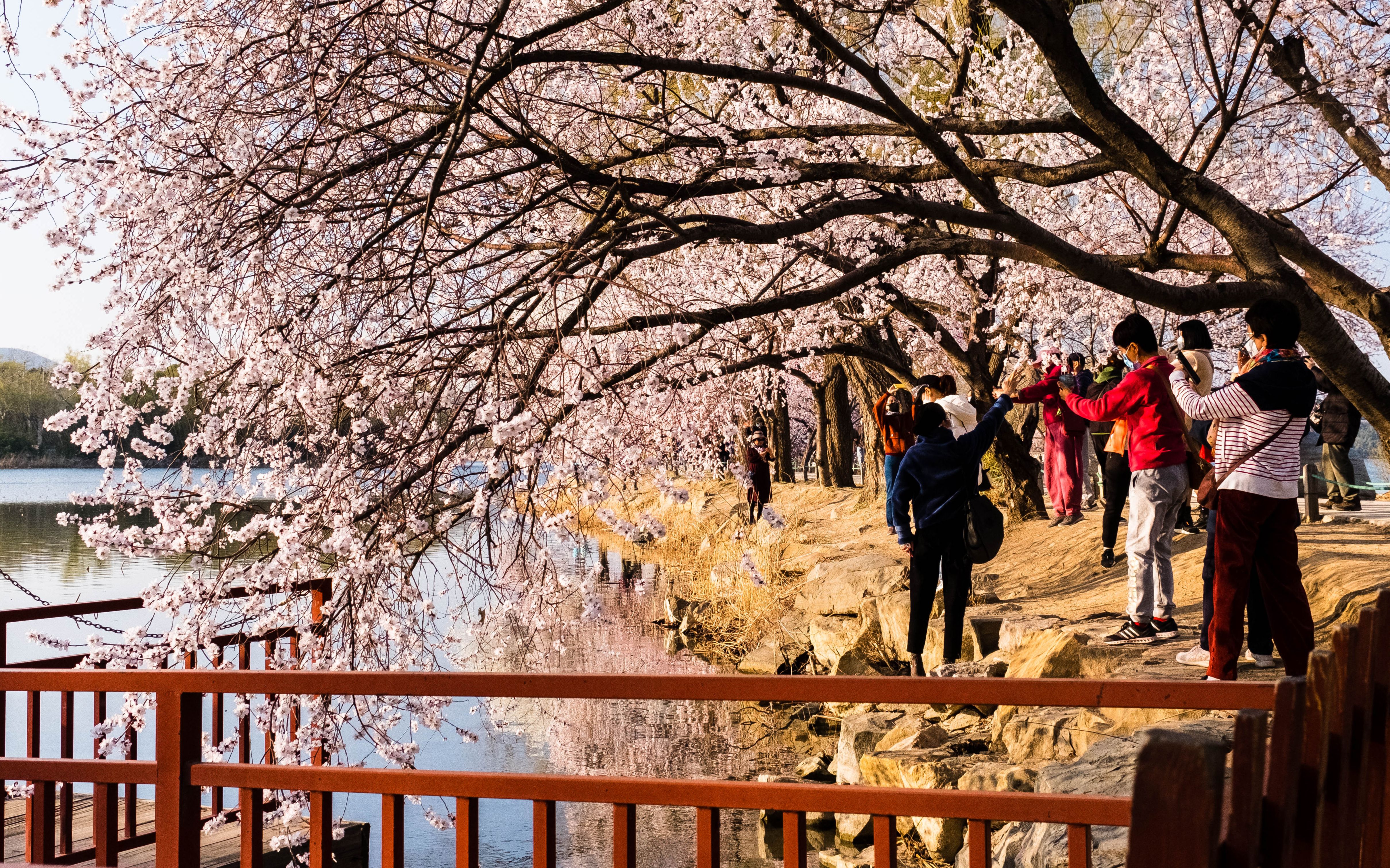 夕阳下的桃花堤,皇家园林独有的魅力