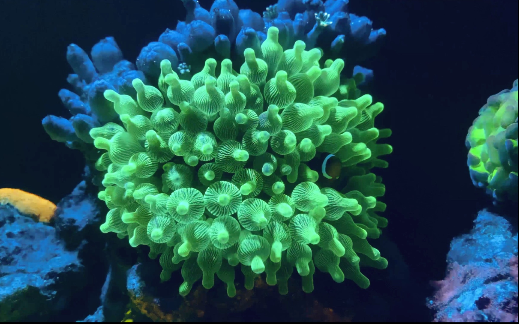 绿奶嘴海葵与尼莫