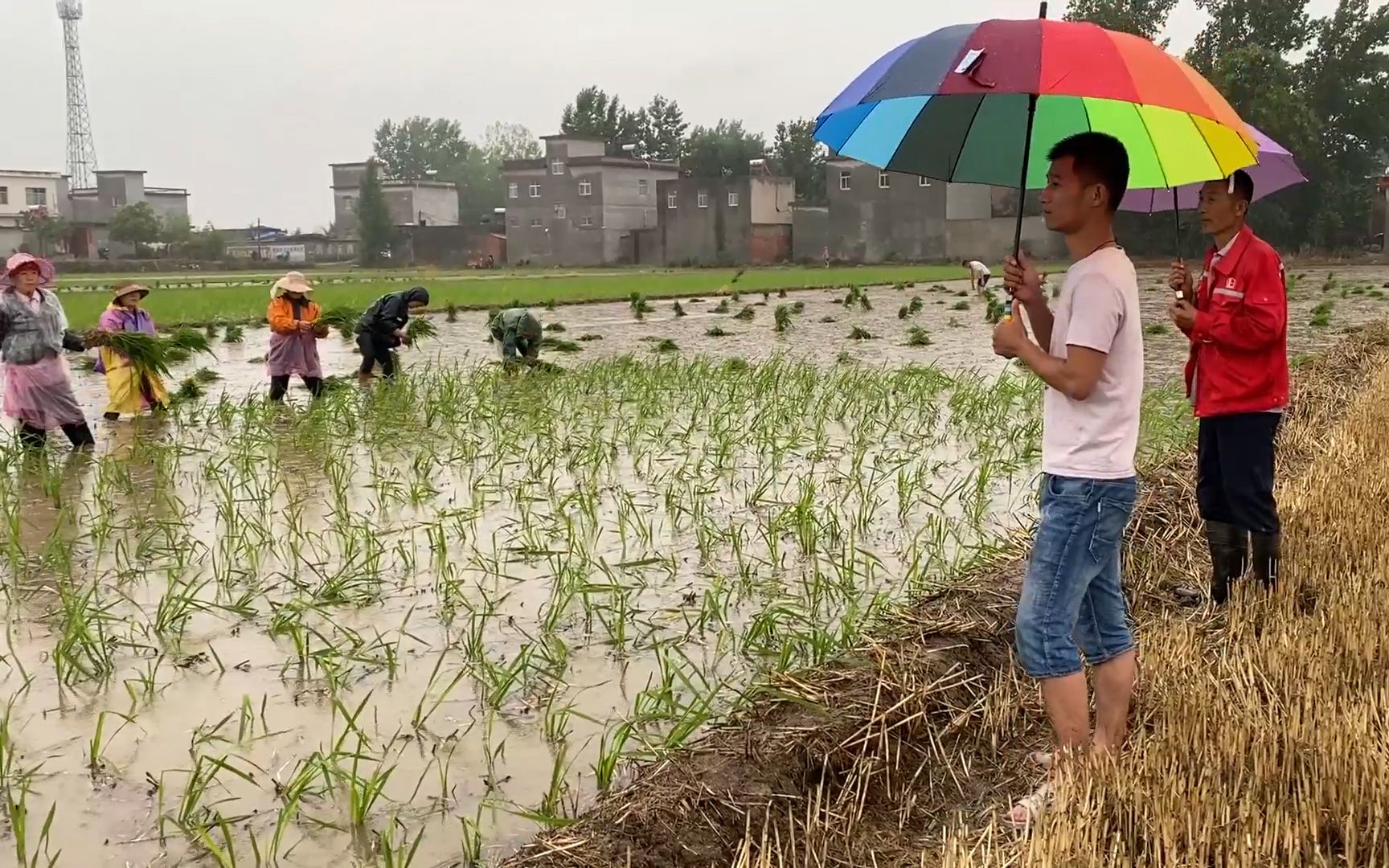 这两天雨下的很大,村民们都在冒雨栽秧,父子俩也在田里忙活着哔哩哔哩bilibili