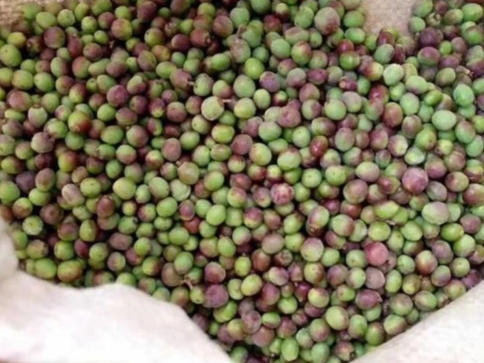 小时候经常摘来吃的野生小酸果坐标南方广西想知道叫什么名字