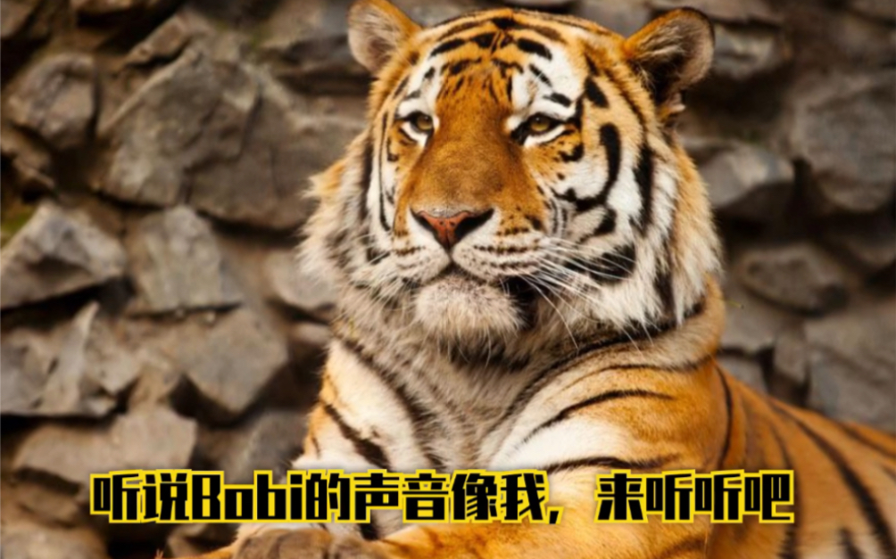 猫bobi的自嗨】心有猛虎,细撸缅因,来感受下小缅因的声音,超级像老虎