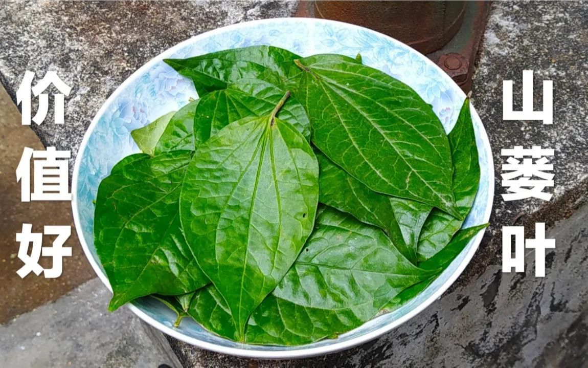 农村常见的山蒌叶,没想到价值那么好?懂的人争着摘它