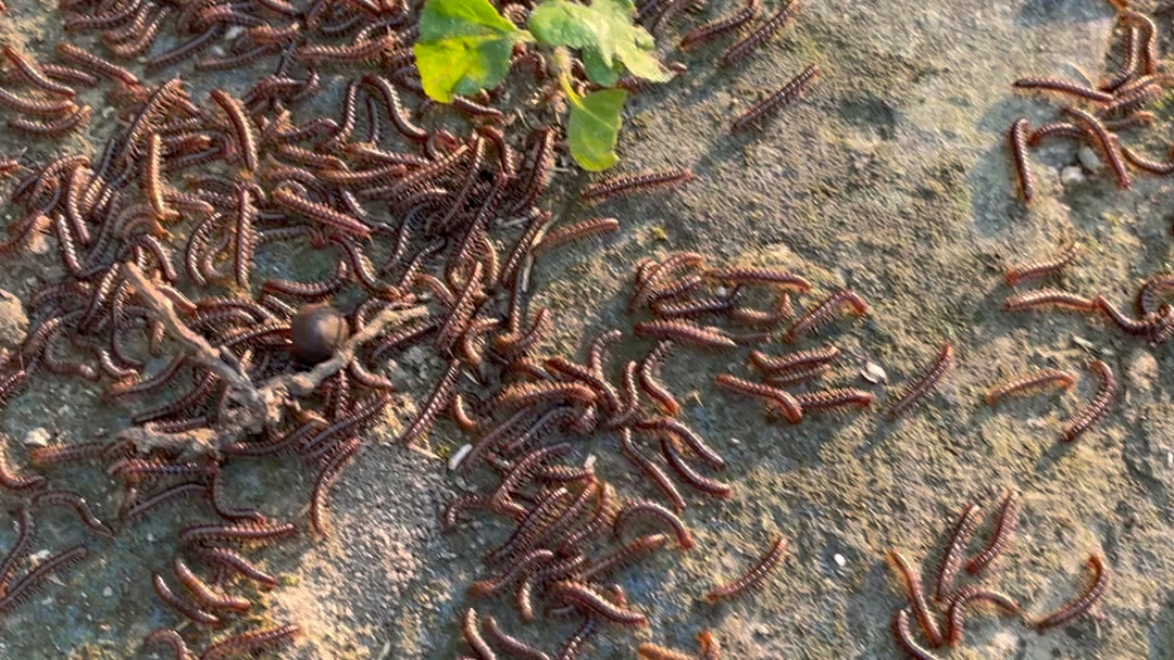 遂宁湿地公园偶见哪么多的千足虫