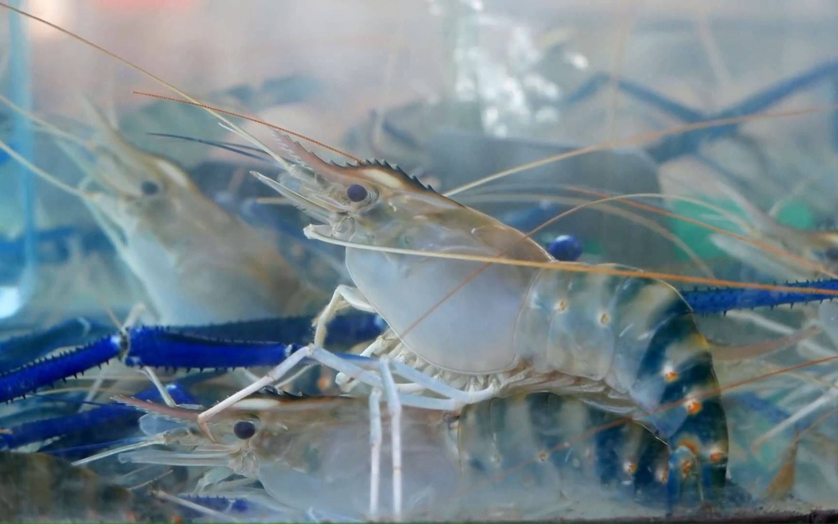 穿起来烤的大头虾,活蹦乱跳的直接烤熟,鲜美多汁,好吃