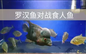 Video herunterladen: 一条罗汉鱼对战十条食人鱼，你猜结果谁胜谁负呢？