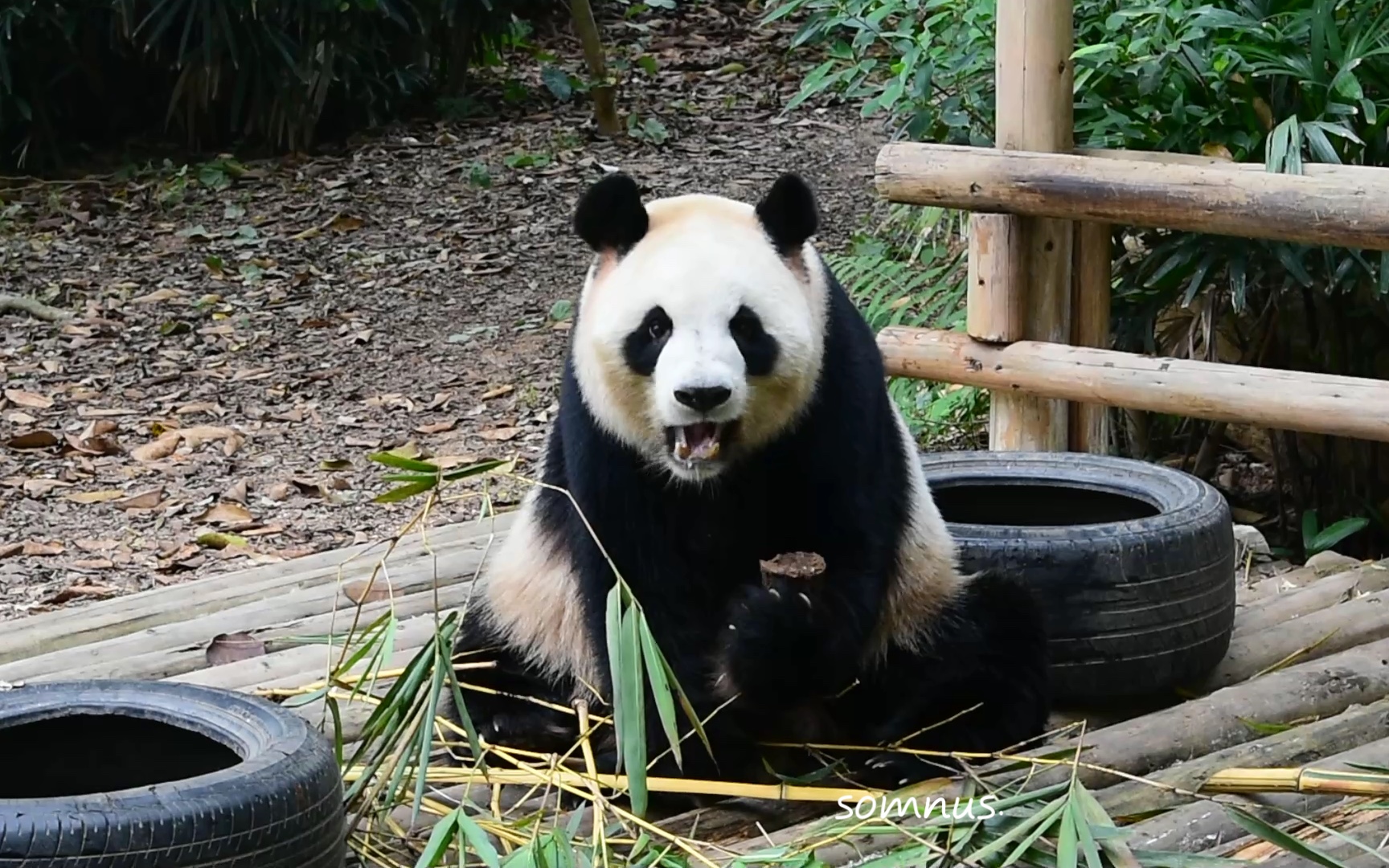 【大熊猫园舟】熊以食为天,没有什么事情是两个窝头解决不了的问题
