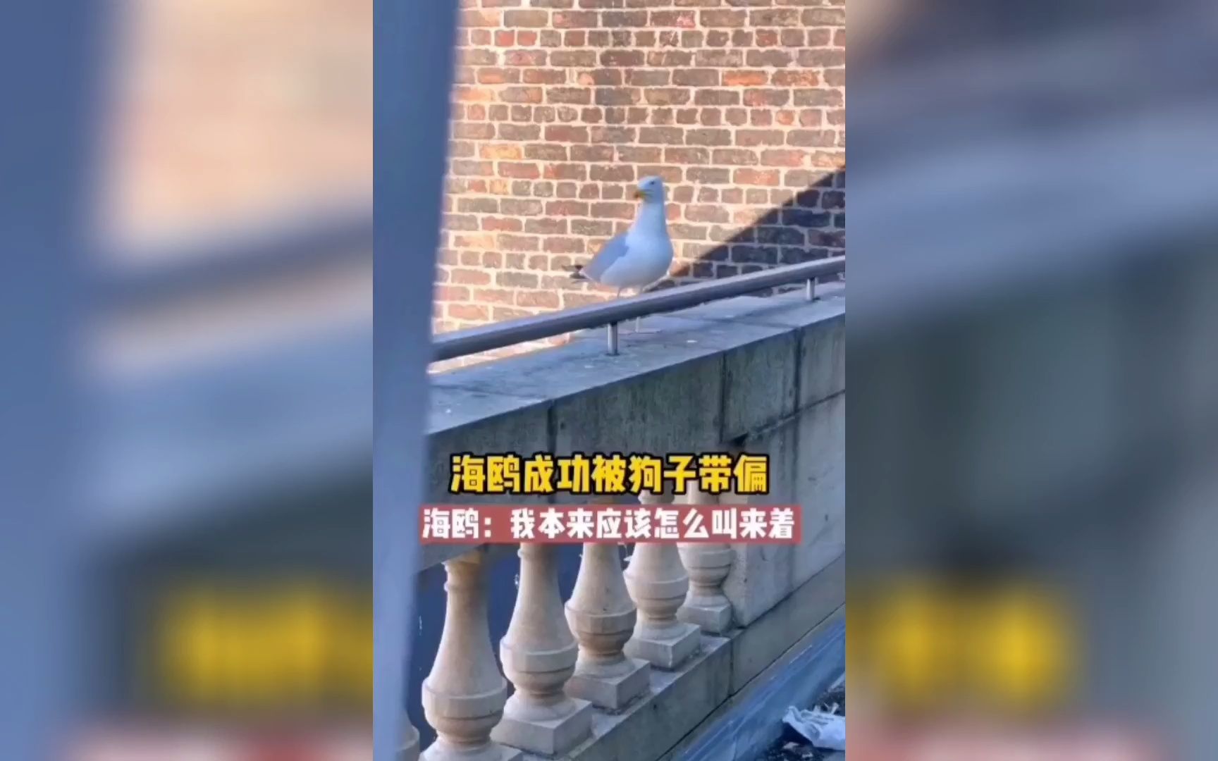 海鸥成功被狗子带跑偏了 海鸥:我本来怎么叫来着