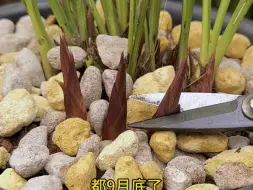 下载视频: 兰花不开花，用这两招，蹭蹭冒花苞