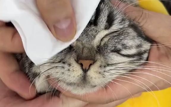 【养猫诀窍】科学养宠 猫咪面部泪痕严重怎么办?哔哩哔哩bilibili