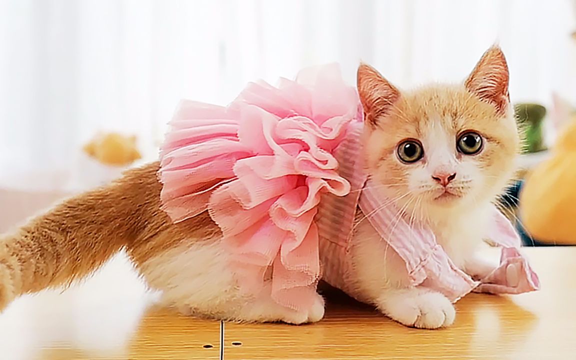 戏精女主给猫咪穿女装最后一个小嫩模萌的太过分啦