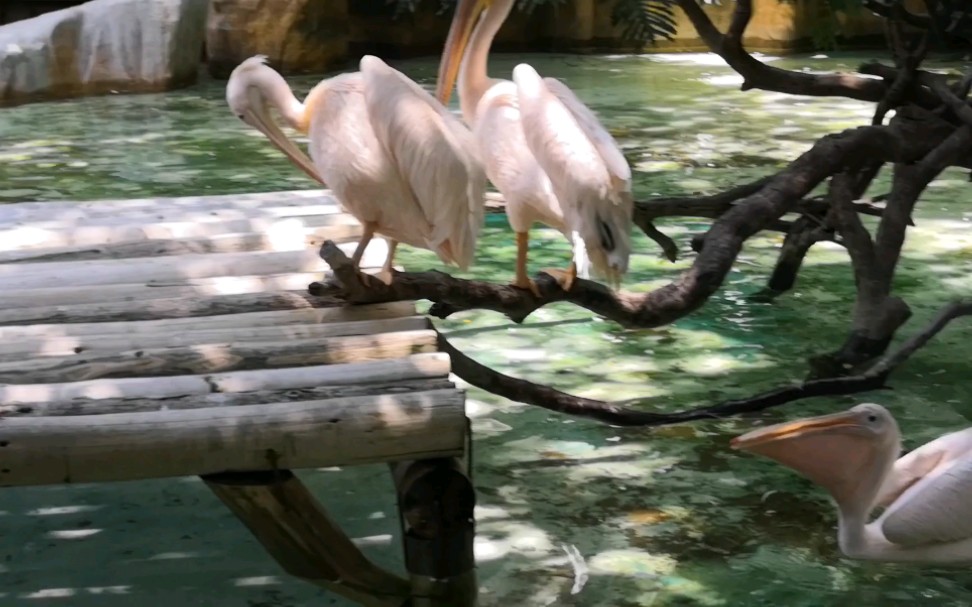 【万有引力】广东广州长隆 张着翅膀游水的鹈鹕 嘴巴像可伸缩的口袋