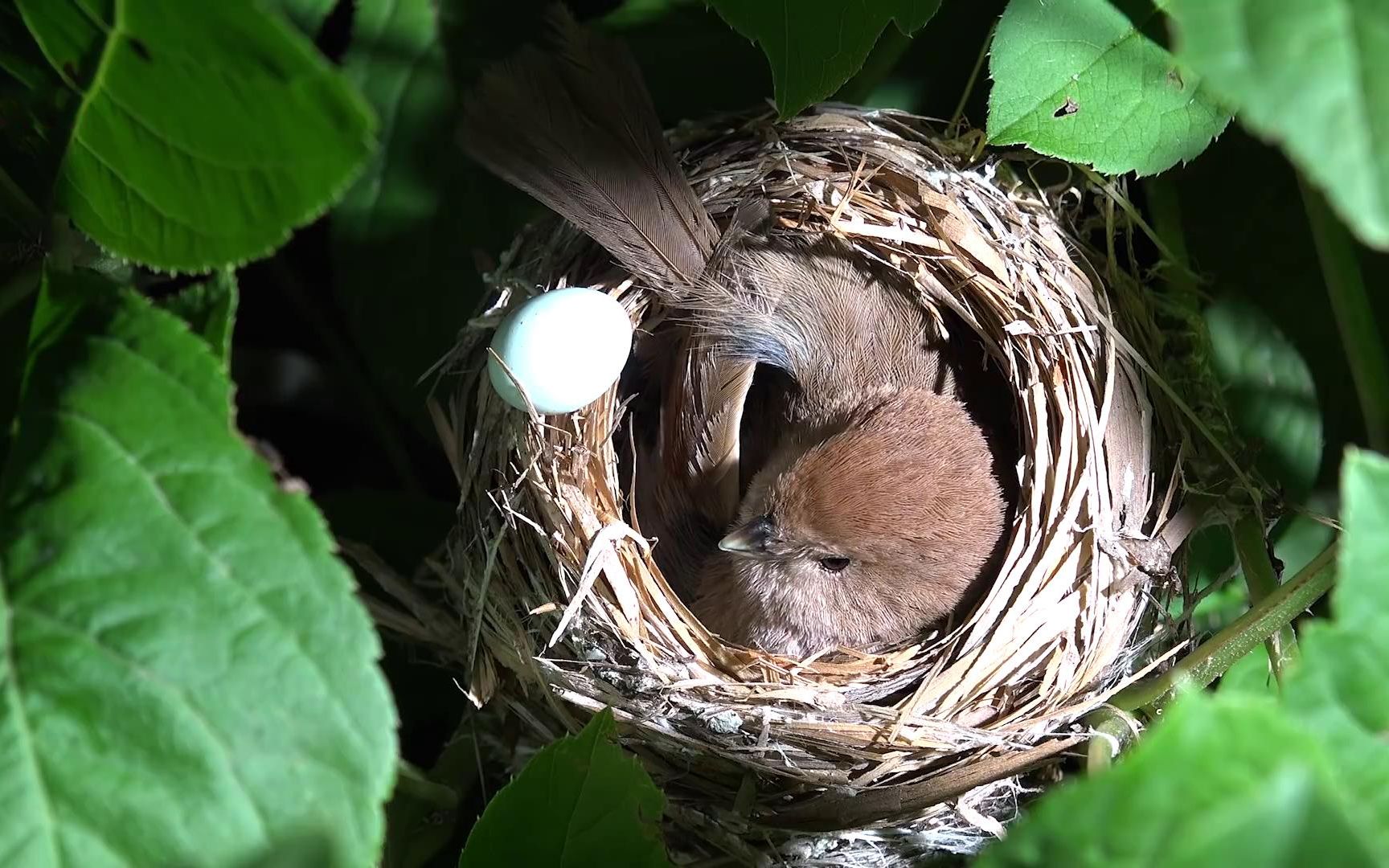 残忍的天生杀手,布谷鸟破壳时把震旦鸟的蛋和幼鸟都推出鸟巢_哔哩哔哩