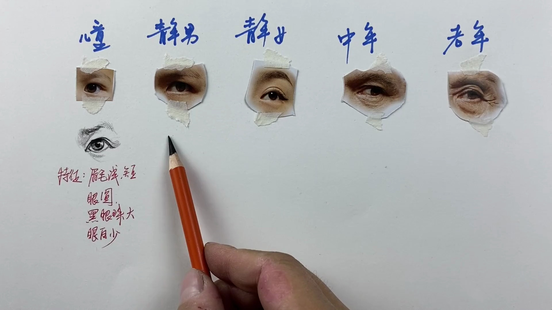 王帅速写30--眼睛精细讲解(下)