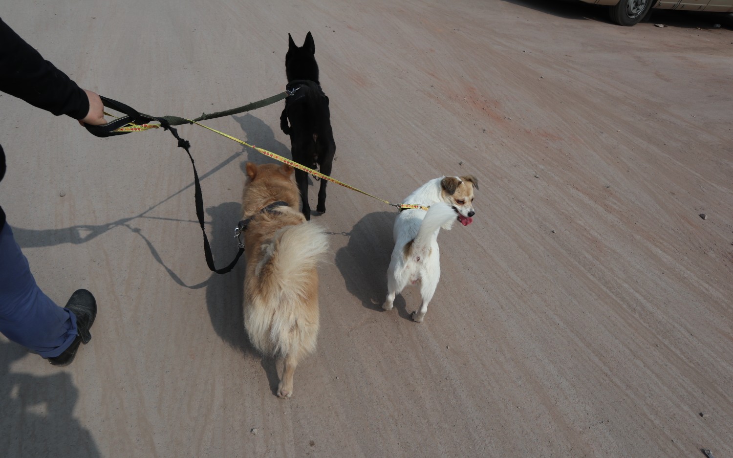 【土狗lolo】带狗狗们去旧工厂散步 下集 回程啦 套绳超乖_哔哩哔哩