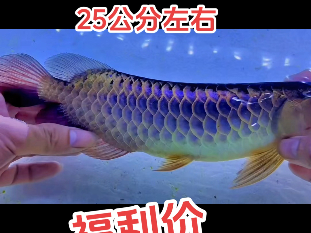 捡漏武极深蓝古典过背金龙,25公分左右,子弹头,小金框,发色充分,珠鳞