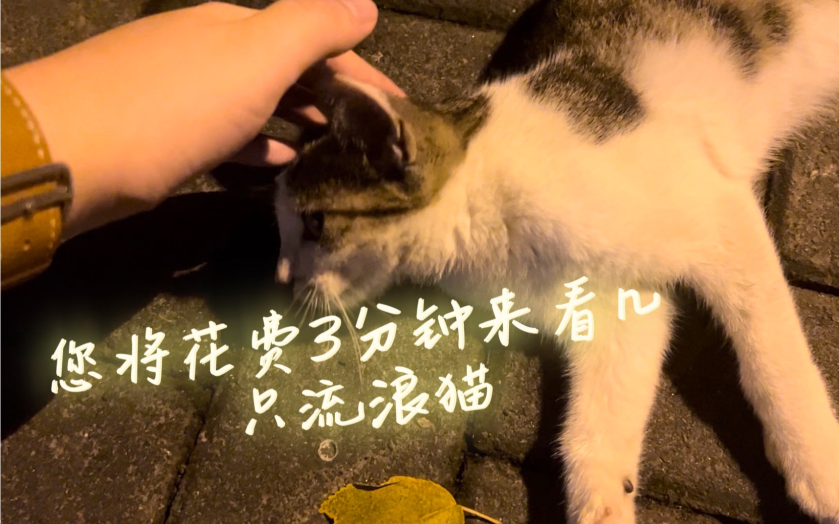 本视频全部收益将用于给猫猫买吃的|猫猫头系列持续更新!哔哩哔哩bilibili