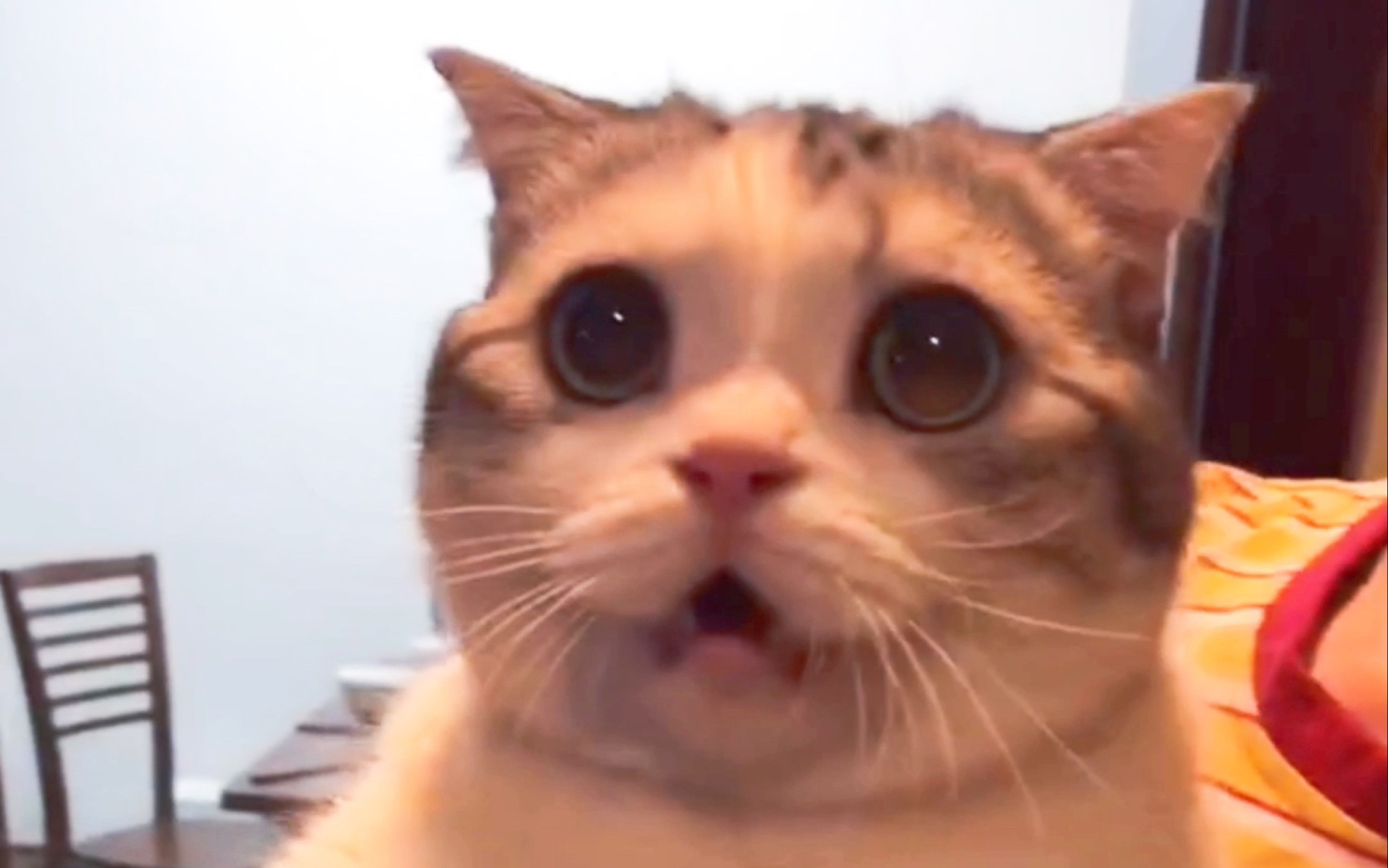 【日常】把猫抱进厨房,听到起锅的声音它露出了惊恐又委屈的表情