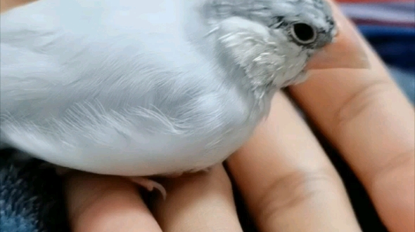 银文鸟越变越好看了.期待.