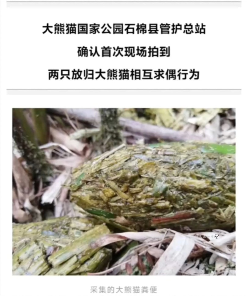 淘淘和华妍在野外谈恋爱啦!期待能等来你们自由恋爱的结晶哦!哔哩哔哩bilibili