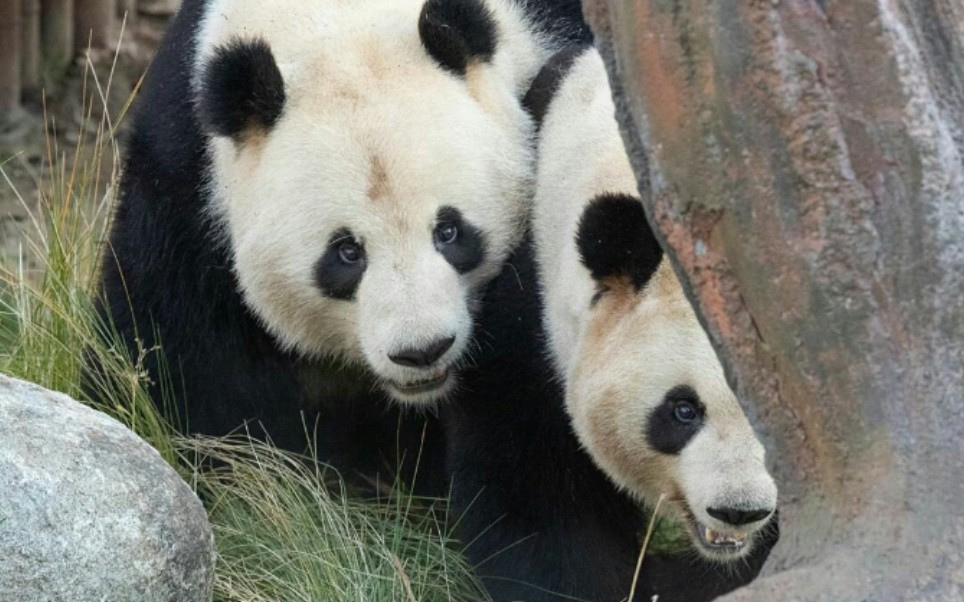 【丹麦哥本哈根动物园】毛笋和星二开始同居生活【大熊猫星二】澡堂中