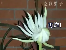 真“弹”花一现！