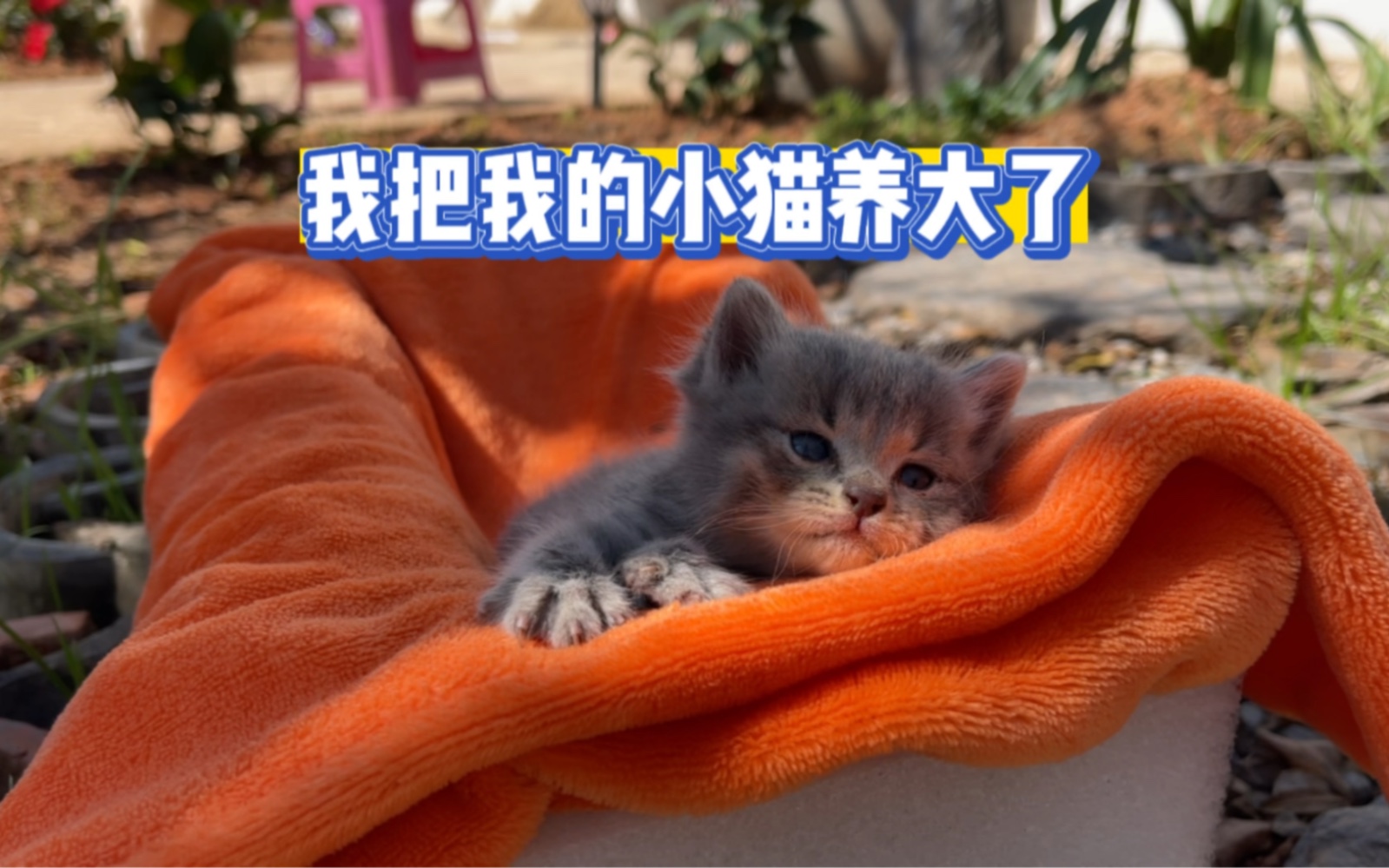 [图]我把我的小猫养大啦……