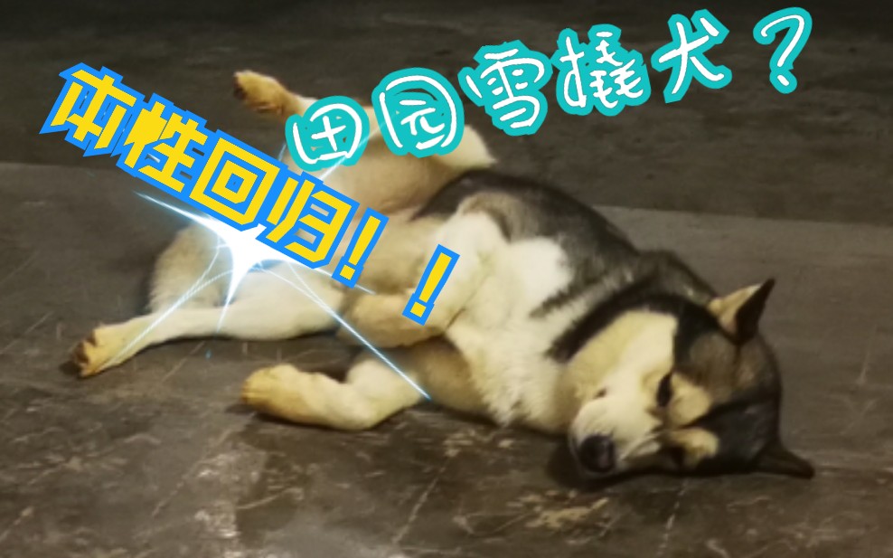 脱缰的野狗?狗子的农村生活(三)