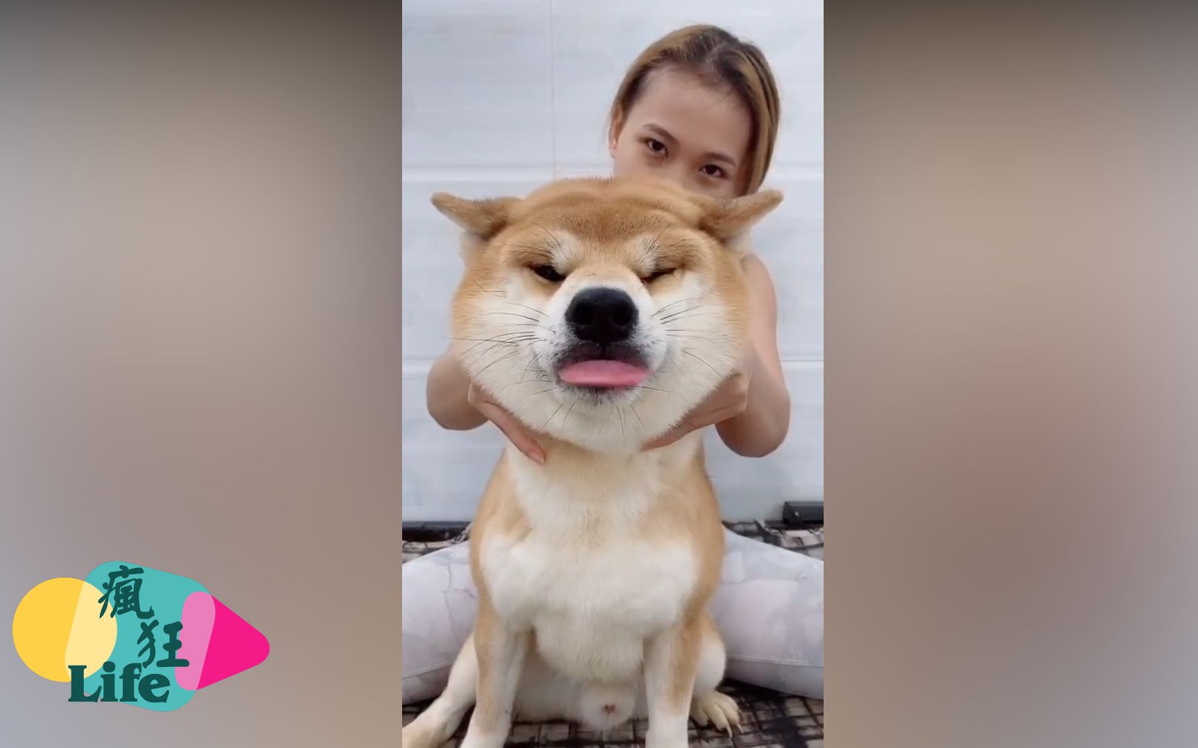 疯狂柴犬__2020最可爱的柴犬脸随便捏搞笑瞬间