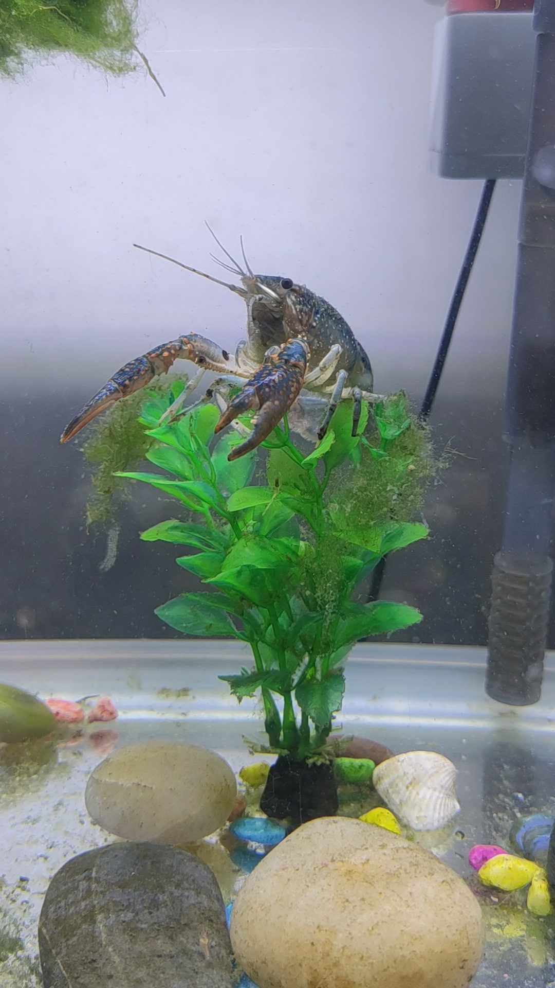 活动  缸养一年的小龙虾有小虾米啦!