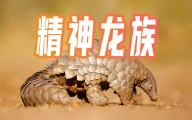 穿山甲：身在兽营心向龙