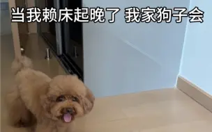 Tải video: 当我赖床起晚了，我家狗子它会…