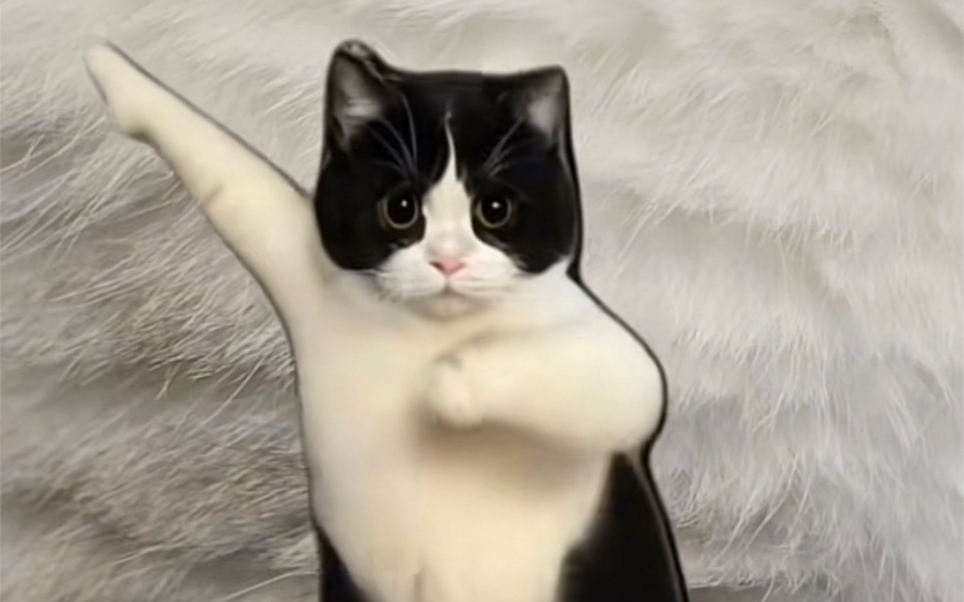 奶牛猫跳舞太可爱了!春晚没你我不看