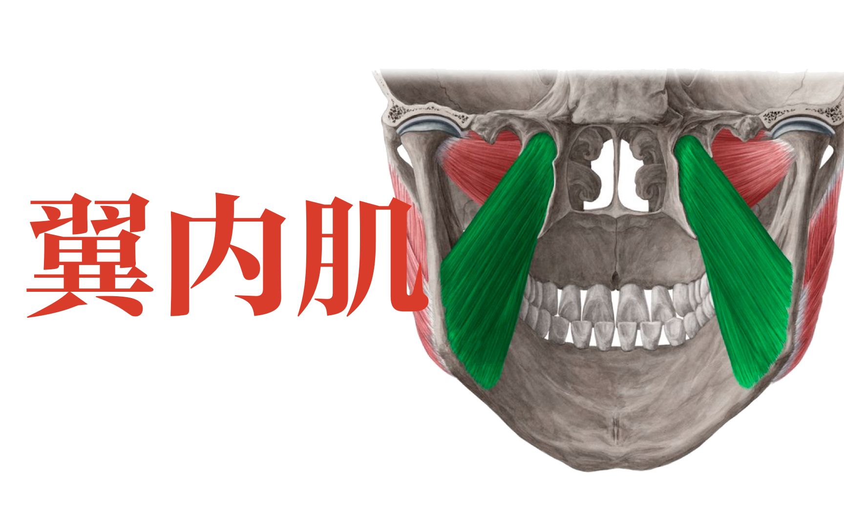 11翼内肌哔哩哔哩bilibili