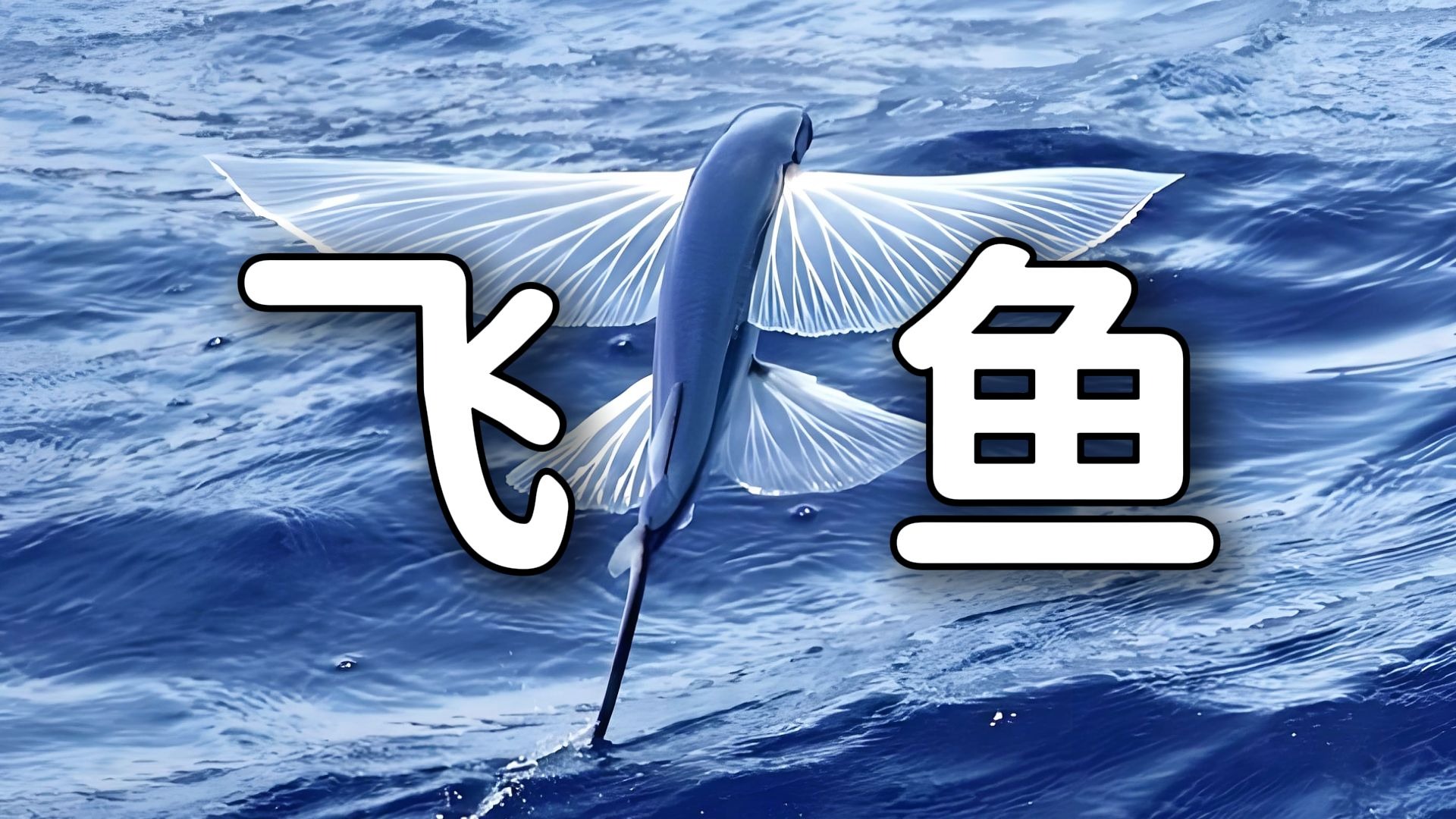 《飞鱼——海洋里唯一会飞的鱼》-维他动物园--维他动物园--哔哩哔哩视频