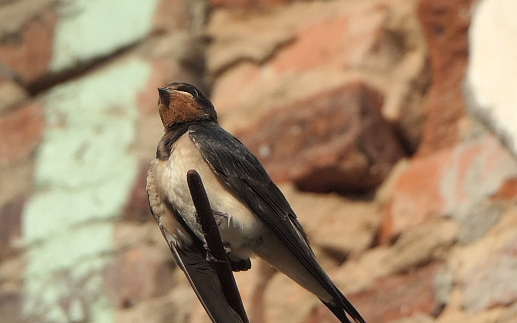 燕子幼鸟整理羽毛中