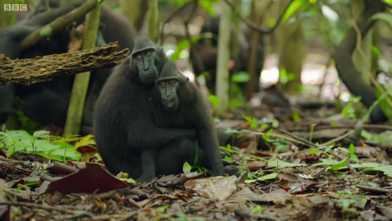 会抱抱的猴子:可爱的黑冠猕猴