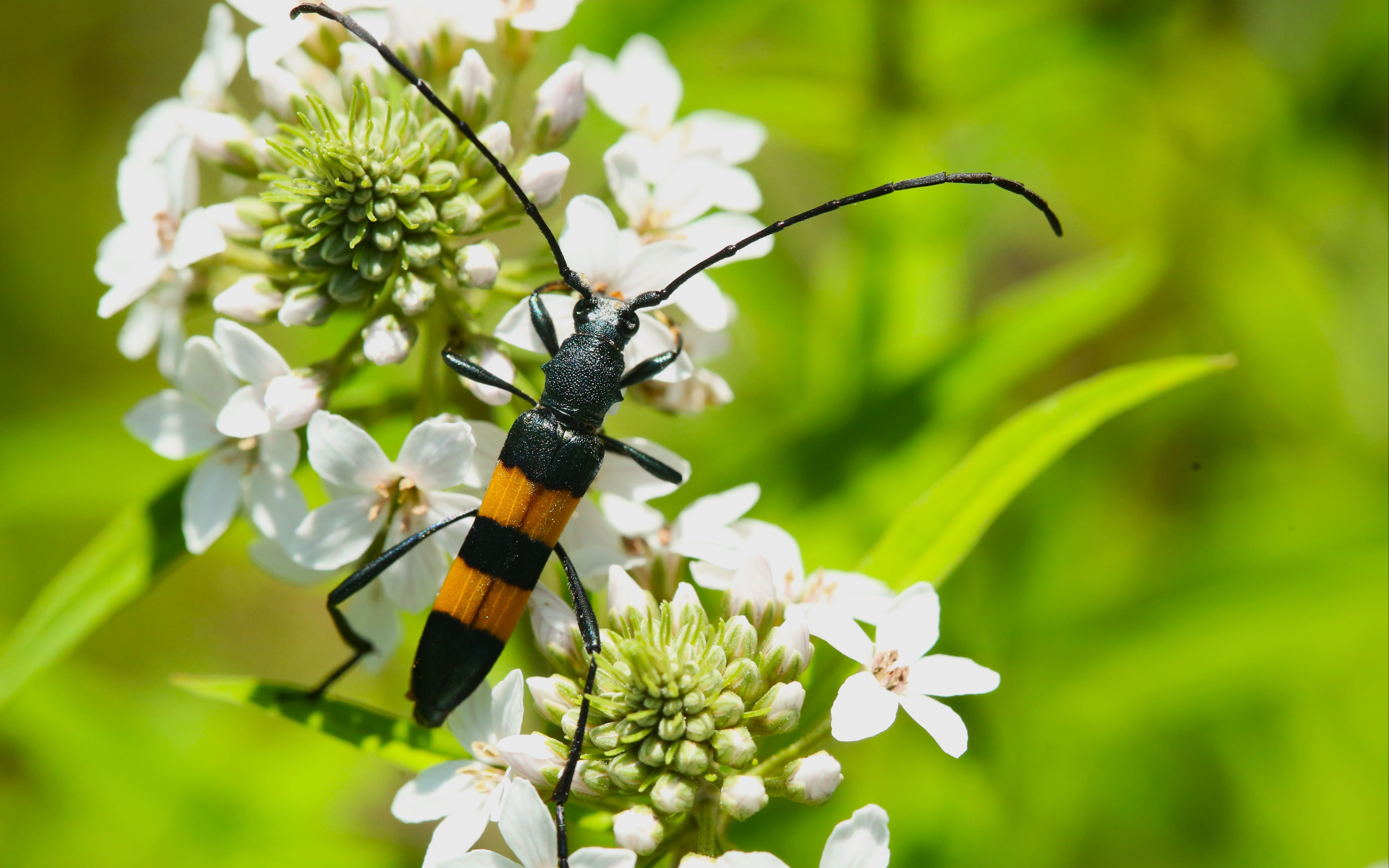 黄带多带天牛 polyzonus fasciatus