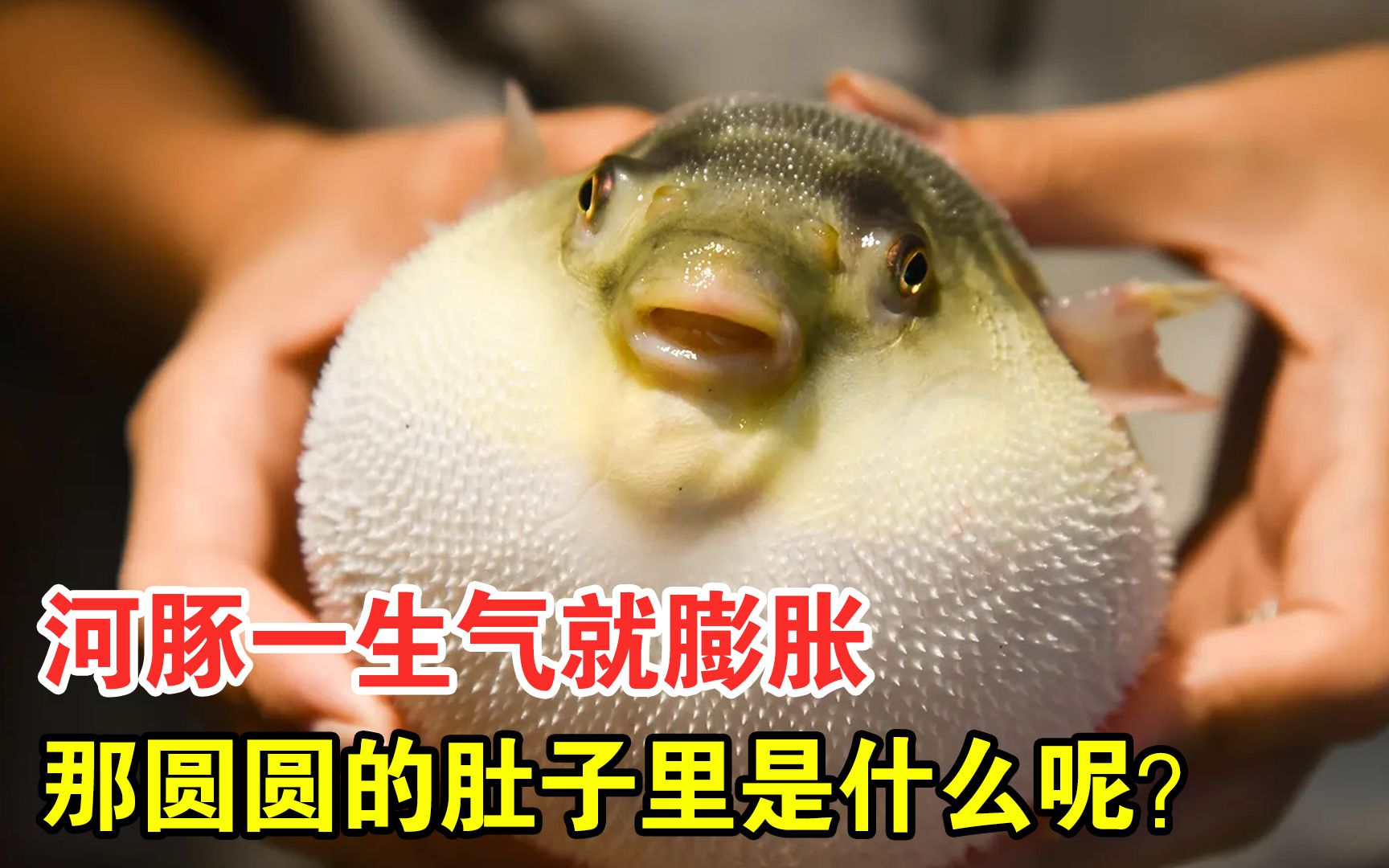河豚一生气就膨胀,那圆圆的肚子里是什么呢?厨师告诉你答案!