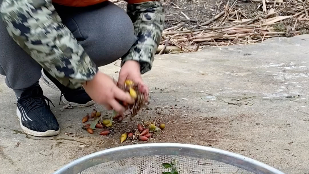 金樱子膏制作过程图片