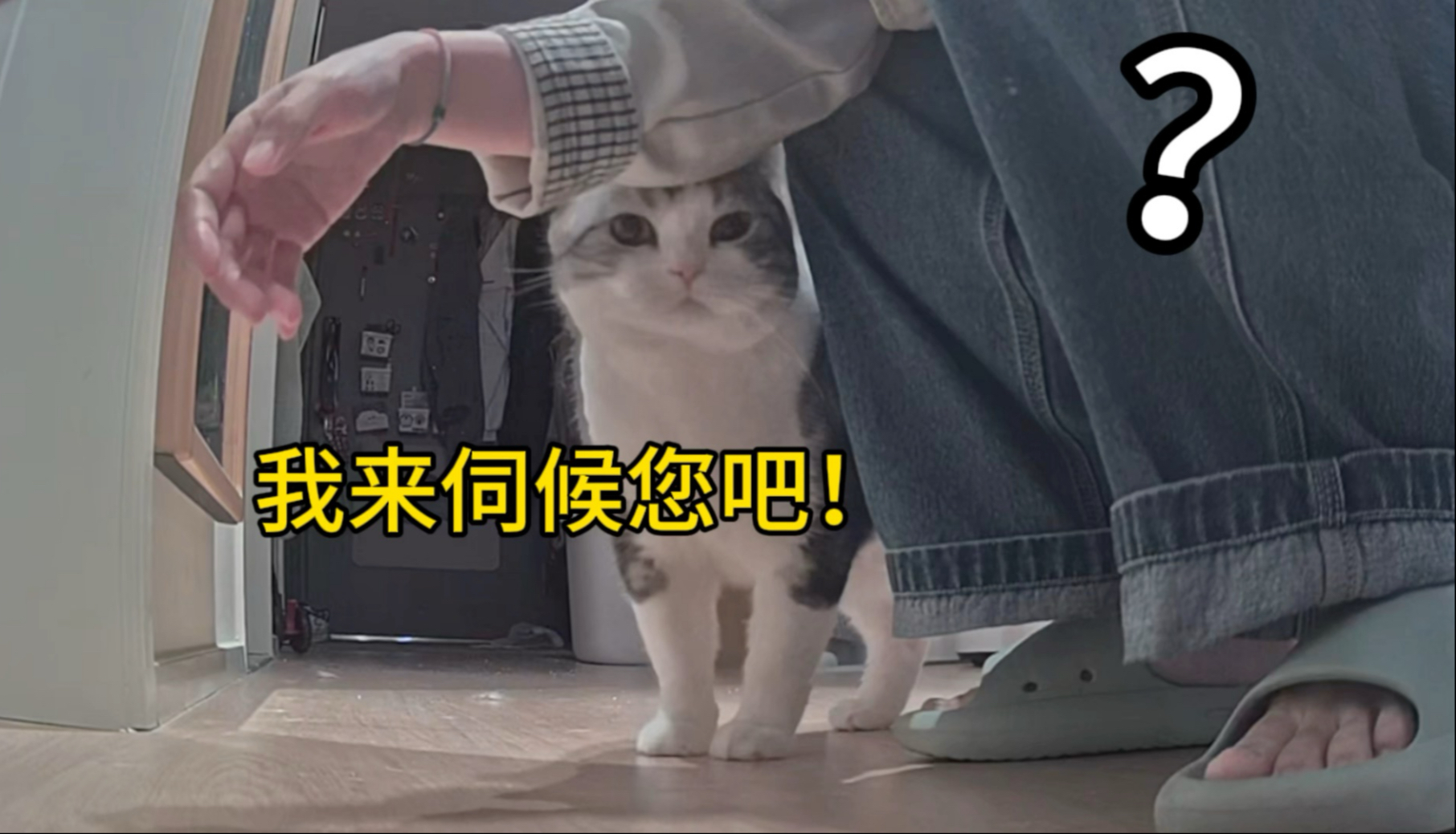 小烧猫!主人不在家,自己在家开猫咖啊你!?-泰哥是只小暖猫-泰哥是只小暖猫-哔哩哔哩视频