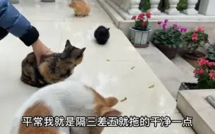 Download Video: 阿姨已经住在这里十多年了 一直在喂流浪猫 而且每天5点就开饭