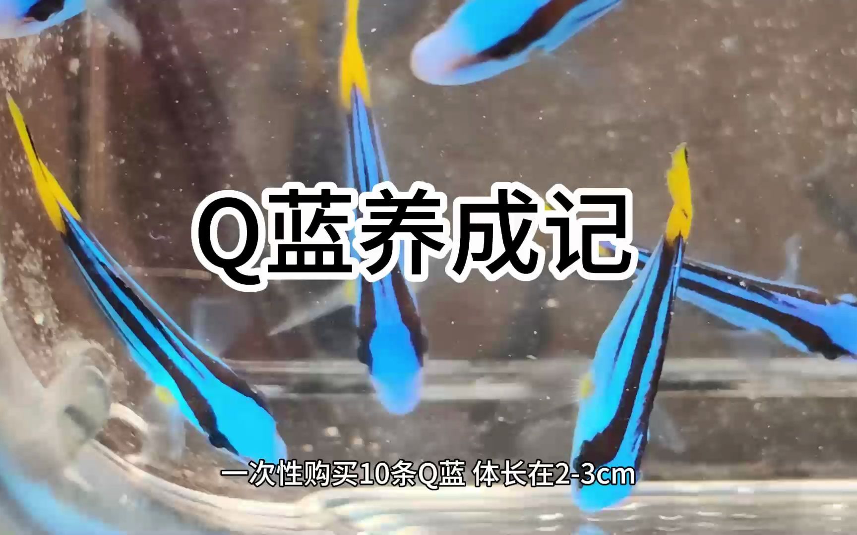 Q蓝能买吗?Q蓝好养吗?Q蓝吊多少钱?Q蓝吊好开口吗?Q蓝吊吃什么?哔哩哔哩bilibili