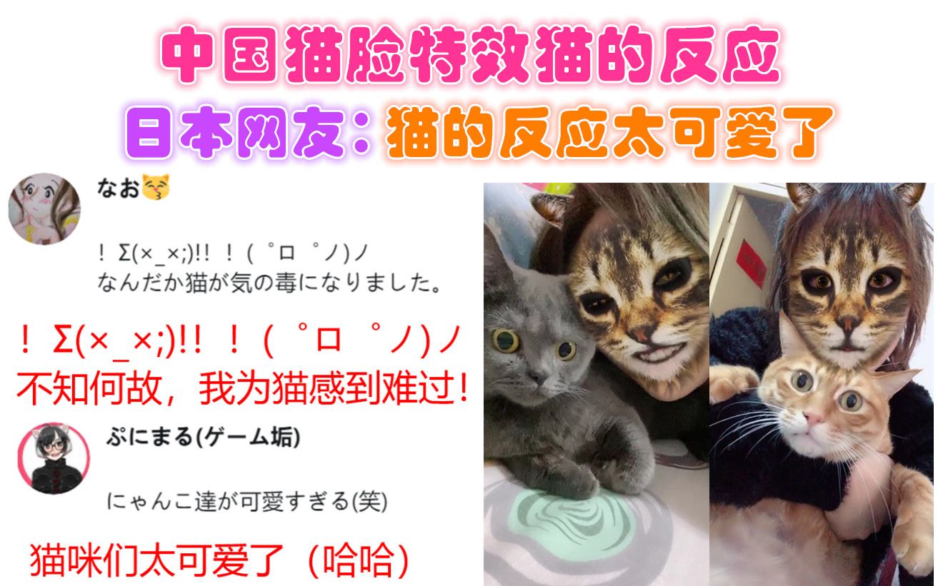 中国猫脸特效猫咪们有趣的反应,日本网友:猫的反应太可爱了!哔哩哔哩bilibili